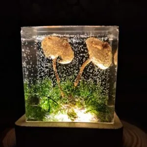 Twin Magic Mushrooms 50mm Cube
